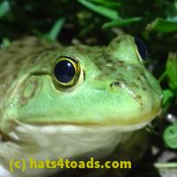 /home//u458753944/public_html/sourcegallery//Frogs/More bullfrogs/P6020066.JPG